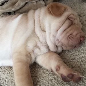 Meet your Posher, Angela